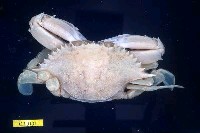 藏品(遠海梭子蟹)的圖片